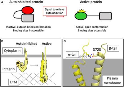 Adhesions Assemble!—Autoinhibition as a Major Regulatory Mechanism of Integrin-Mediated Adhesion